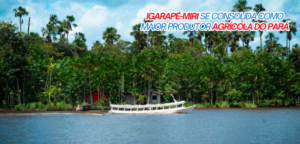 Igarapé-Miri lidera produção agrícola do Pará e reforça força do açaí na economia