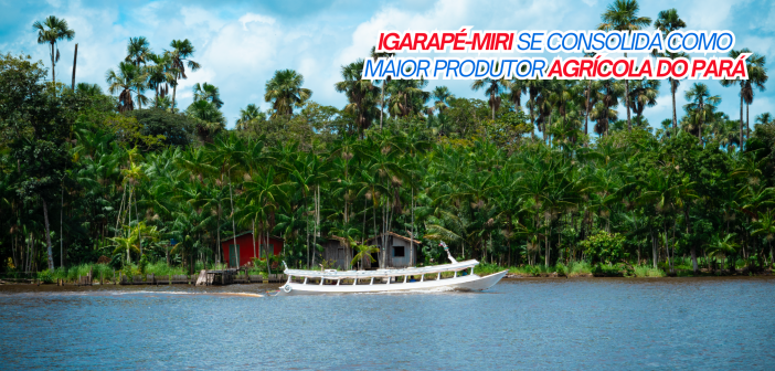 Igarapé-Miri lidera produção agrícola do Pará e reforça força do açaí na economia