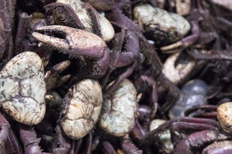Feira do caranguejo em Castanhal impulsiona economia local e valoriza manejo sustentável